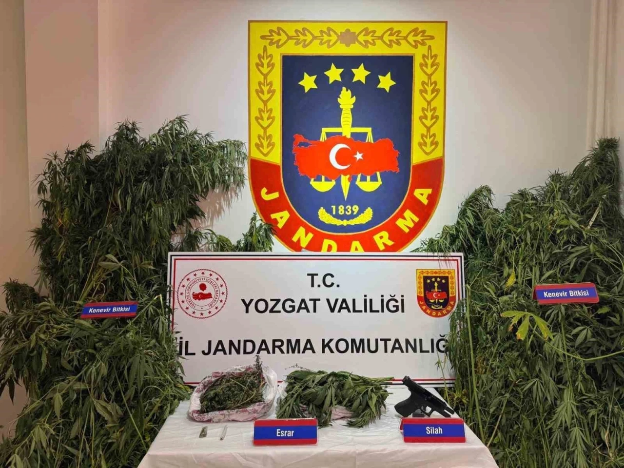 Yozgat’ta uyuşturucu operasyonu: Bin 135 kök kenevir ele geçirildi
