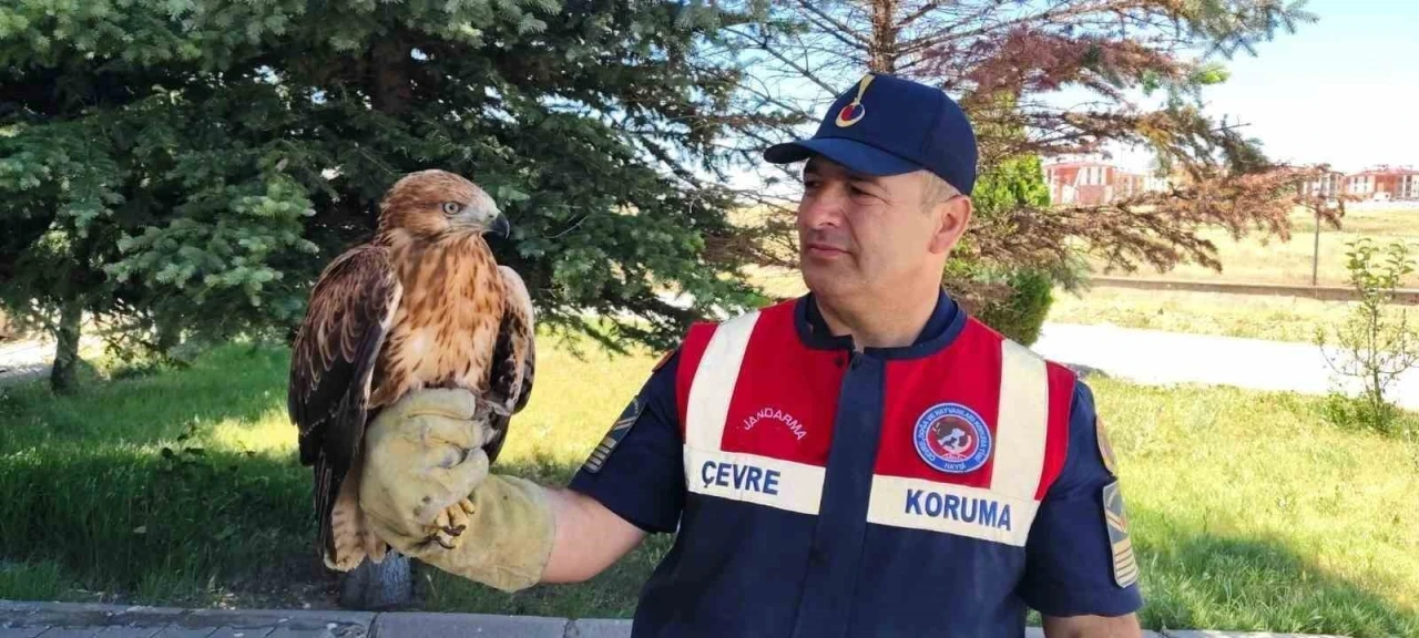 Yozgat&rsquo;ta yaralı bulunan şahin koruma altına alındı
