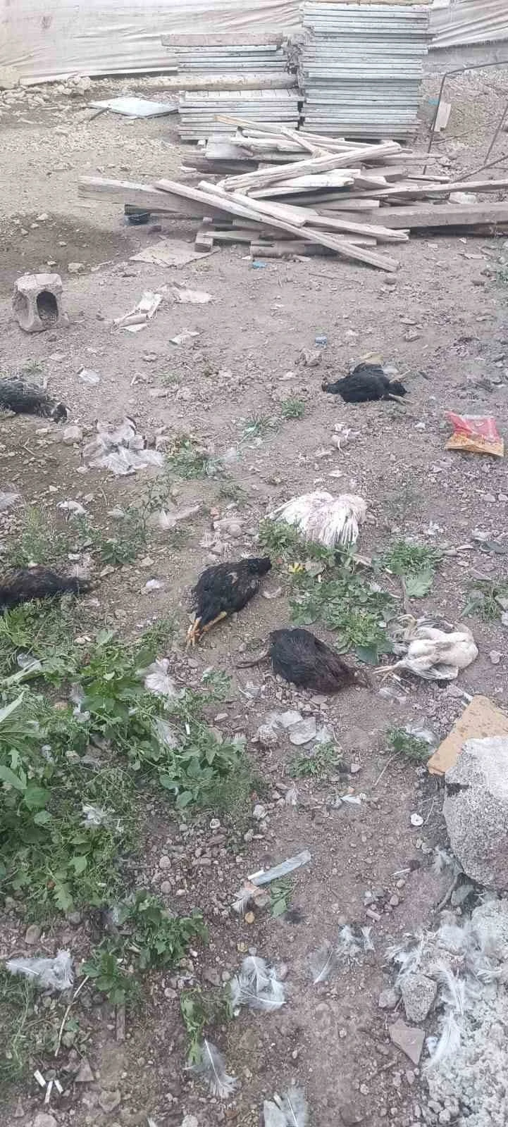 Yüksekova’da başıboş köpekler 21 hindi ve tavuğu telef etti
