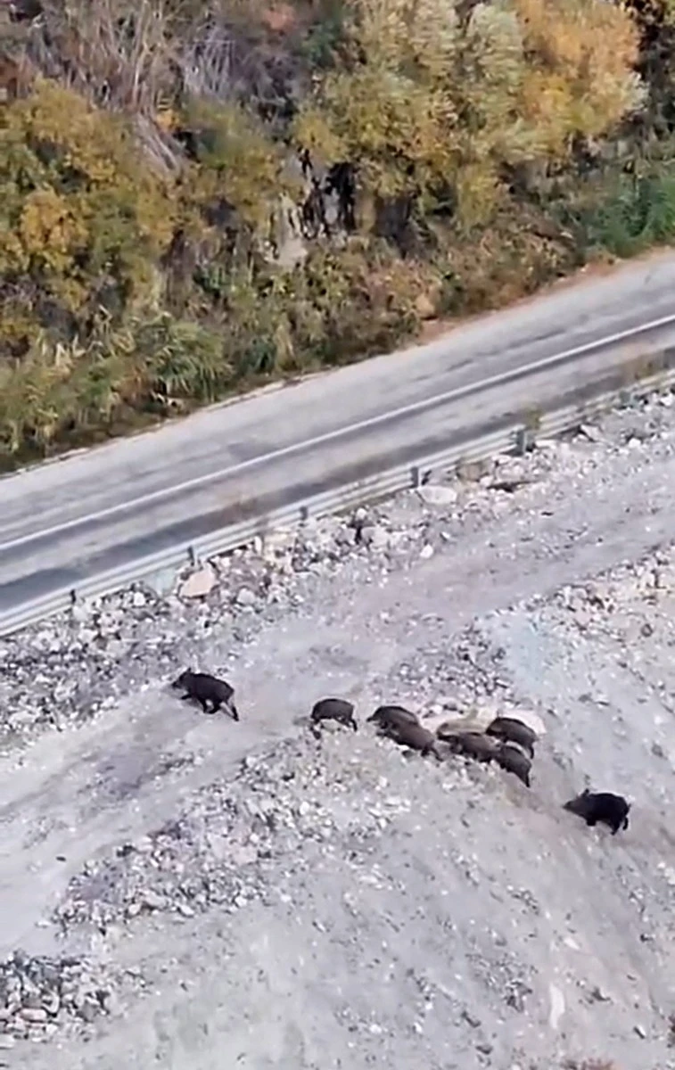 Yüksekova’da domuz sürüsü görüntülendi
