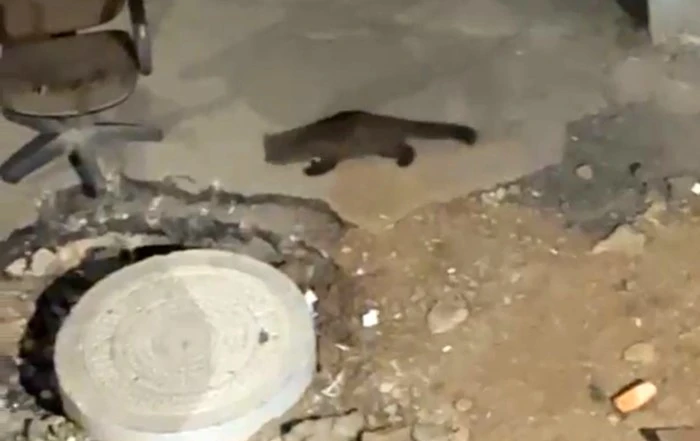 Y&uuml;ksekova&rsquo;da gece yarısı kameralara yakalandı: G&ouml;renler g&ouml;zlerine inanamadı
