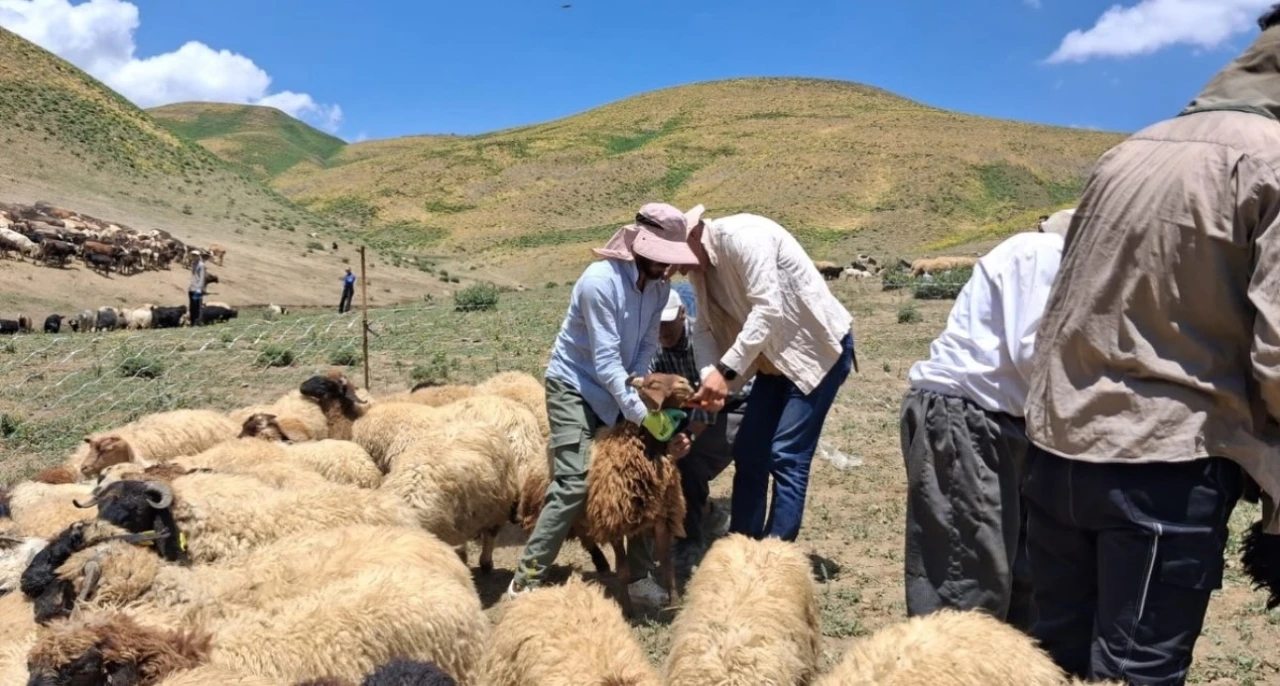 Y&uuml;ksekova&rsquo;da hayvanların aşılama ve kimliklendirme &ccedil;alışmaları s&uuml;r&uuml;yor
