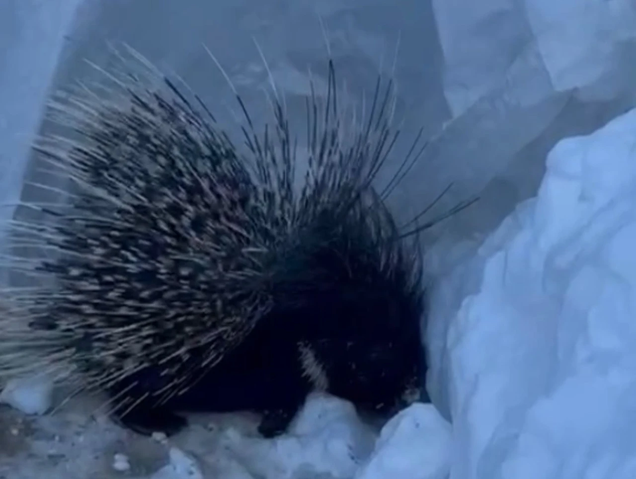 Y&uuml;ksekova&rsquo;da Hint oklu kirpi g&ouml;r&uuml;nt&uuml;lendi
