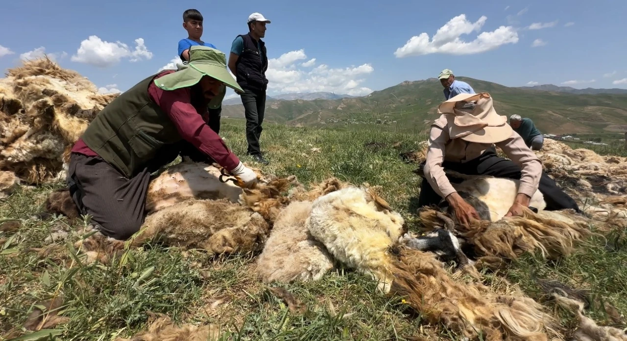 Yüksekova’da koyun kırkma mesaisi başladı
