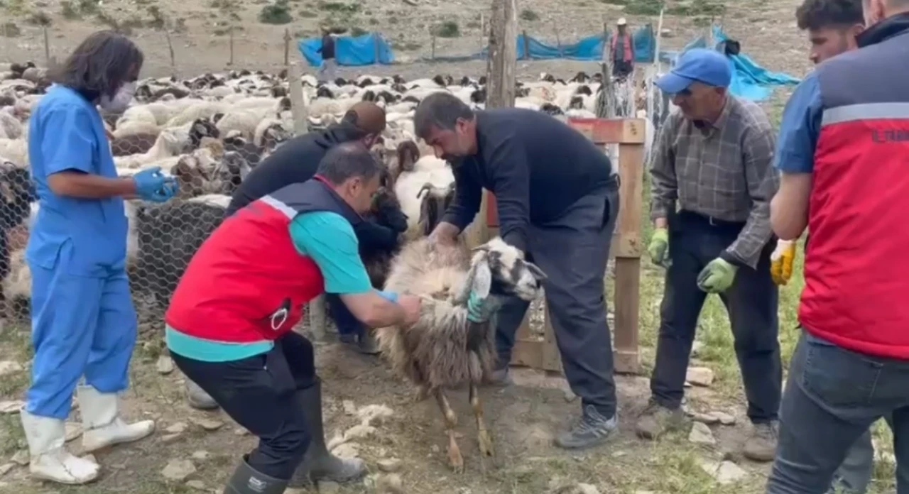 Yüksekova’da şap hastalığına karşı aşılama çalışması devam ediyor
