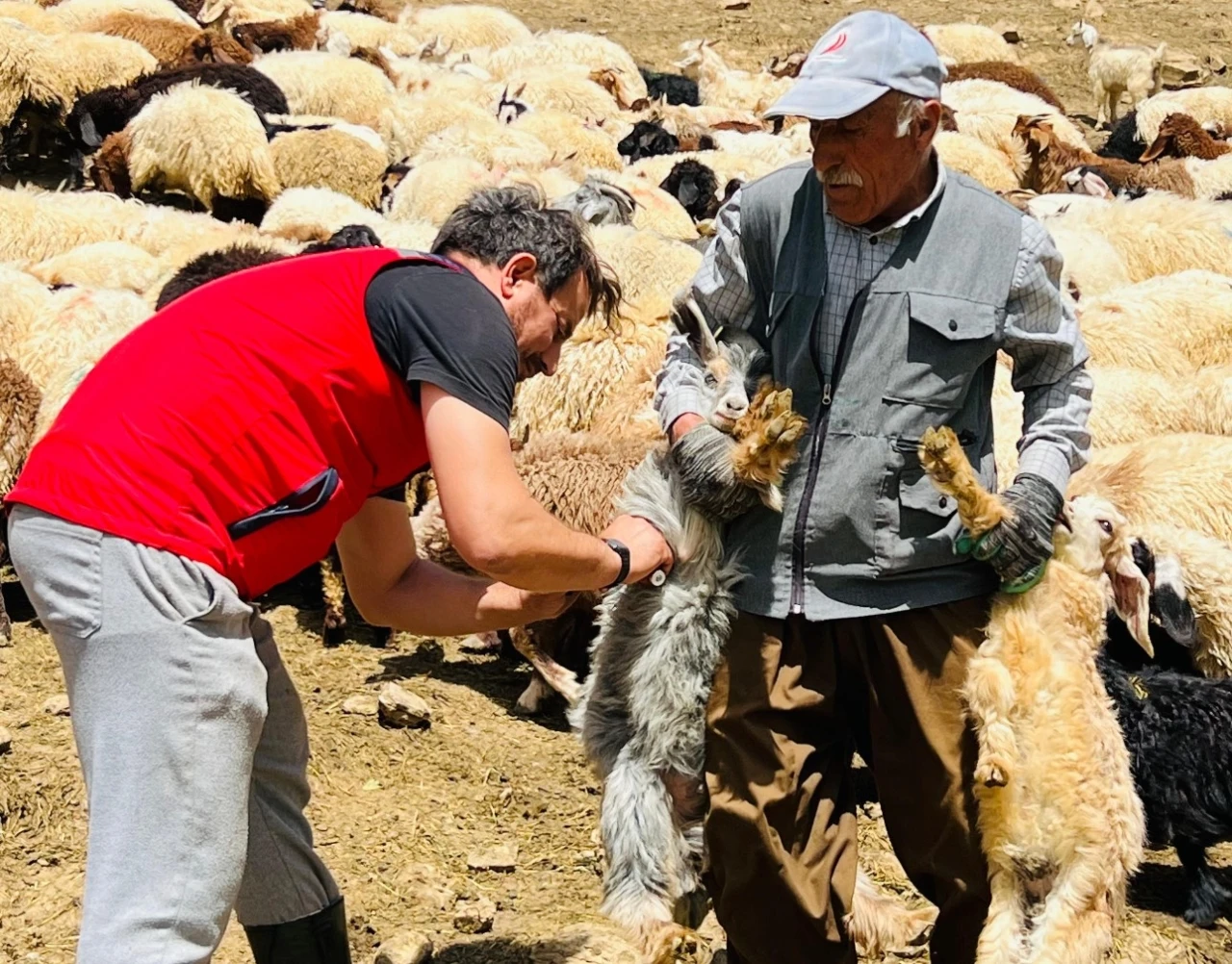 Yüksekova’da şap hastalığına karşı aşılama seferberliği
