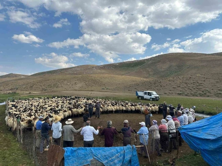 Yüksekova’nın yaylalarında hayvan küpeleme ve aşılama çalışması