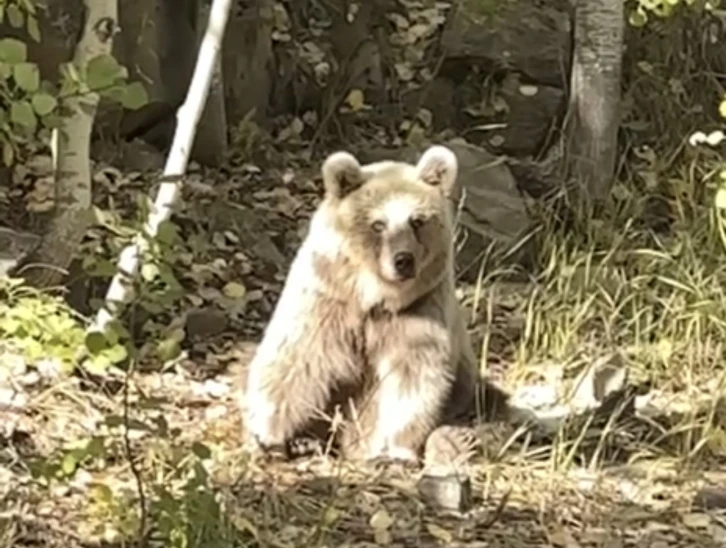 Y&uuml;ksekovalı doğasever Nemrut&rsquo;un ayılarını g&ouml;r&uuml;nt&uuml;ledi
