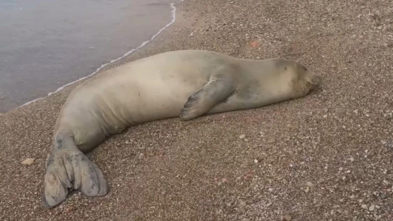 Yunanistan&rsquo;dan ka&ccedil;ıp Antalya&rsquo;da sahilde hareketsiz bulunan Akdeniz Foku denize salındı
