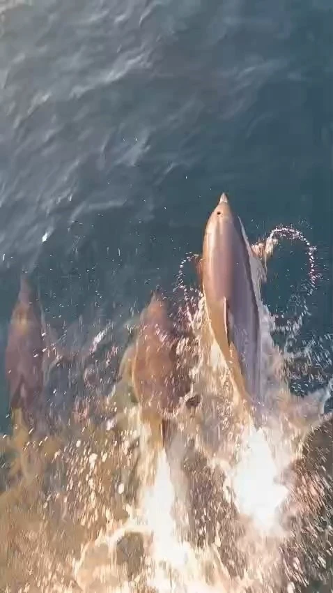 Yunuslar tekneyle yarıştı: Kıyık&ouml;y a&ccedil;ıklarında kartpostallık anlar
