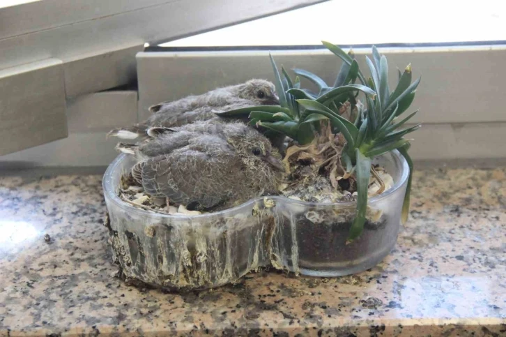 Zabıta m&uuml;d&uuml;r&uuml;n&uuml;n ofisindeki saksı kumrulara yuva oldu
