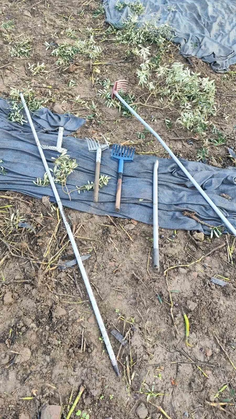 Zeytinleri dalından &ccedil;aldılar
