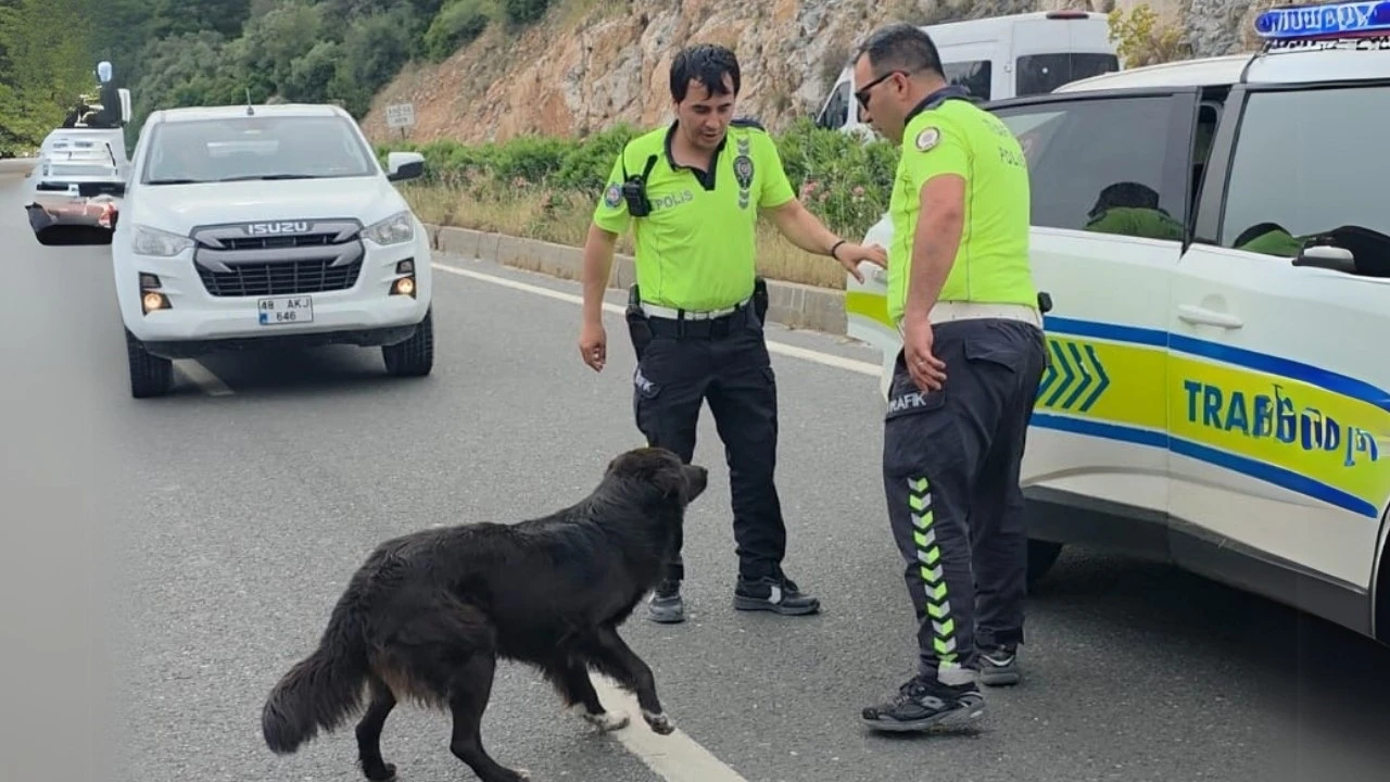 Zincirleme kazadan sonra yol ortasında kalan köpeğe polis sahip çıktı
