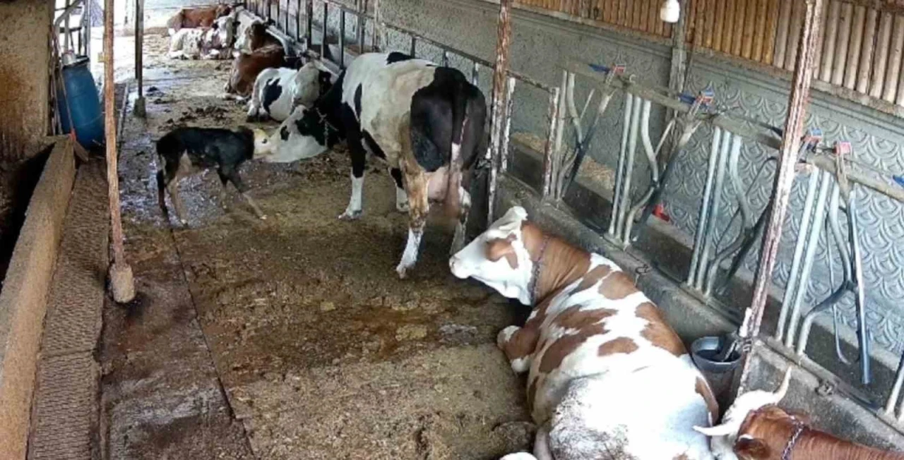 Zincirli anne ile yeni doğan buzağının kavuşma mücadelesi
