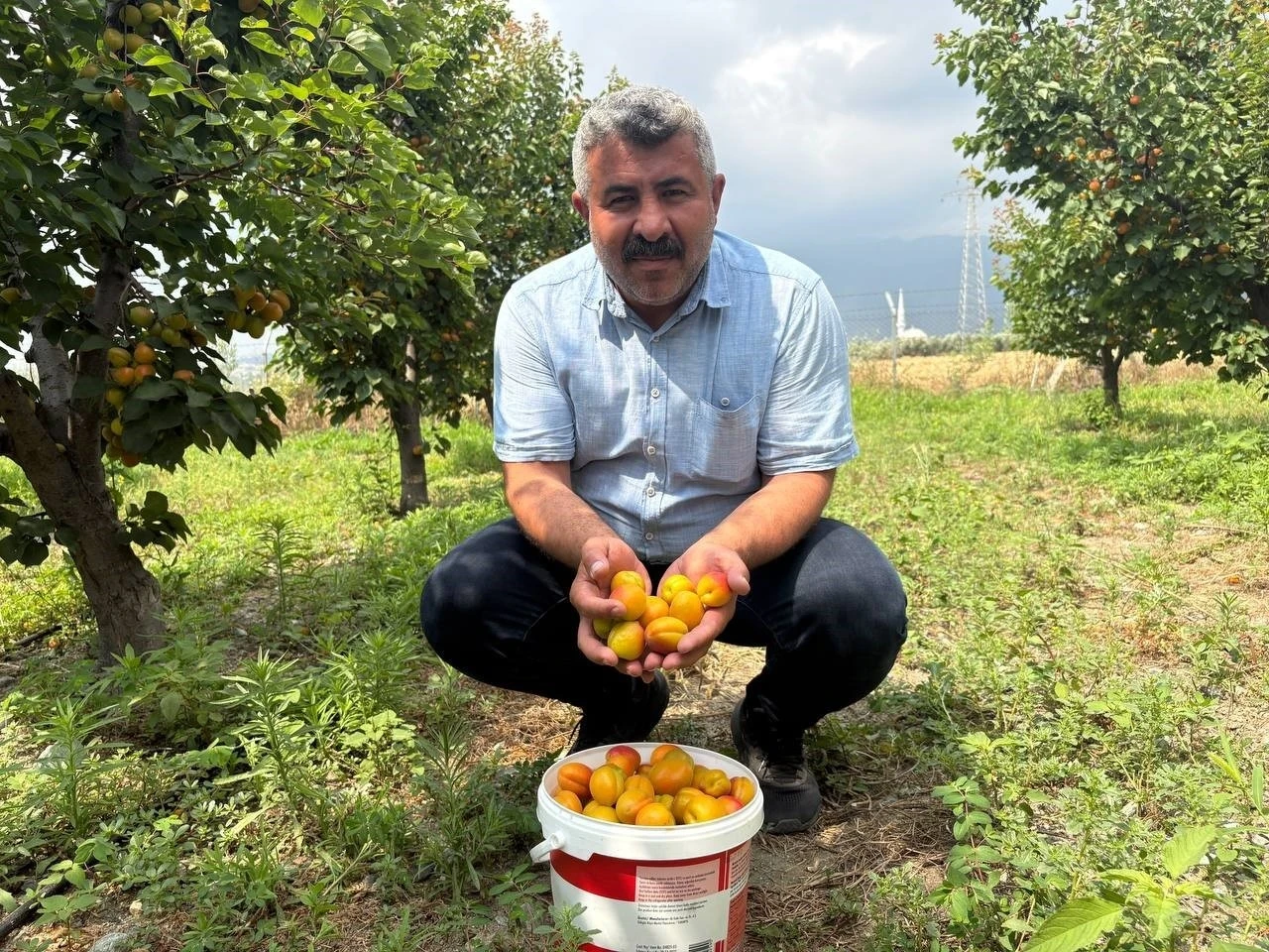 Ziraat m&uuml;hendisinin tavsiyesiyle diktiği kayısıdan 6 yıldır &uuml;r&uuml;n alıyor
