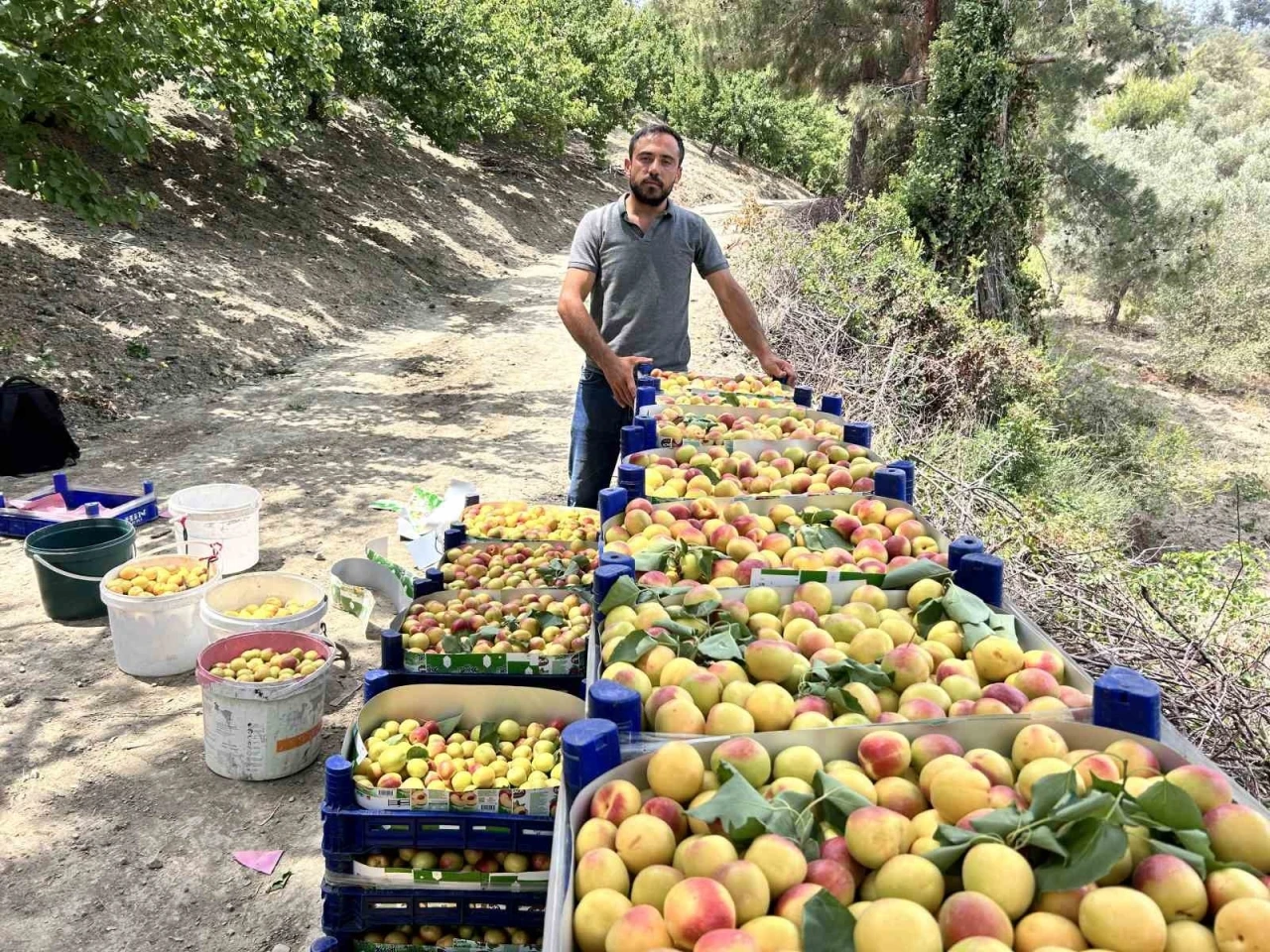 Zirai donu kayıpsız atlatan kayısıda bereketli hasat; 50 TL ile 70 TL arasında alıcı buluyor
