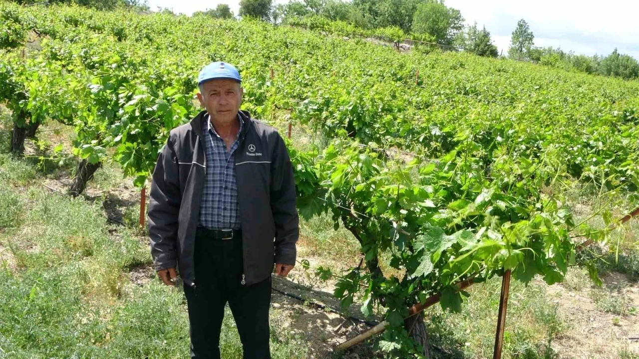 Zirai donun vurduğu tescilli &quot;köhnü&quot; üzümünde umutlar yapraklarda
