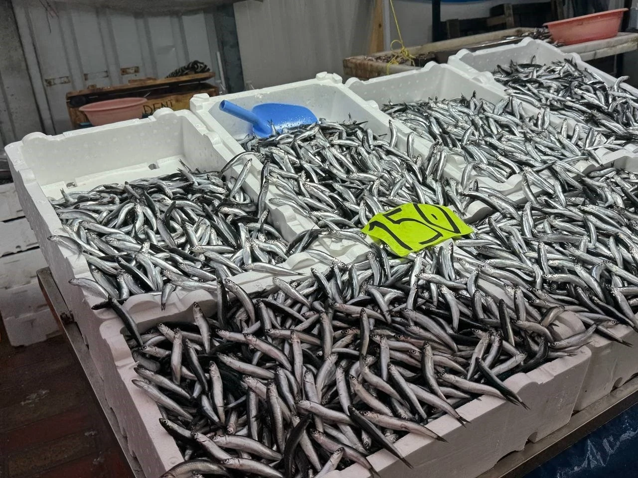 Zonguldak’ta hava şartları hamsi fiyatını yükseltti
