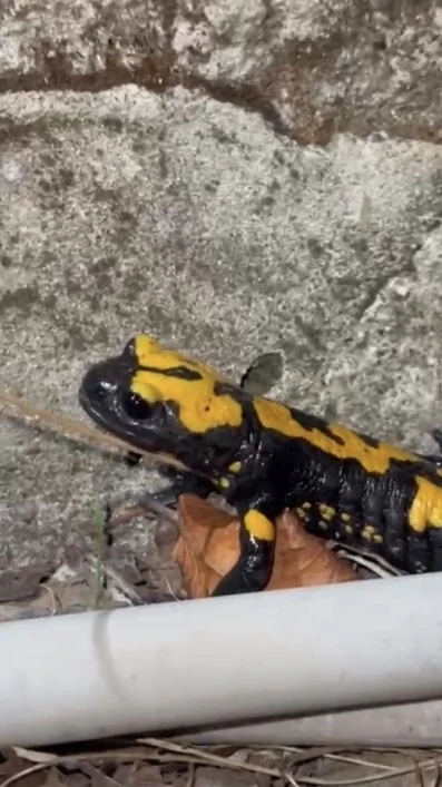 Zorkun Yayla’sının renkli misafiri Türk semenderi
