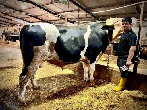 1.2 tonluk dev &rsquo;Paşa&rsquo; 650 bin liraya alıcısını buldu
