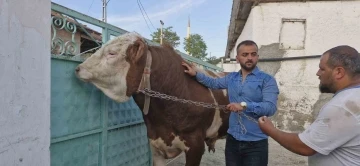 1 tonluk &quot;Paşa&quot; alıcısını bekliyor
