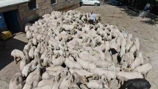 1 yılda büyüyen yünler, 1 buçuk dakika kırkılıyor
