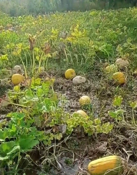 1 yıllık emeği heba olan çiftçi isyan etti
