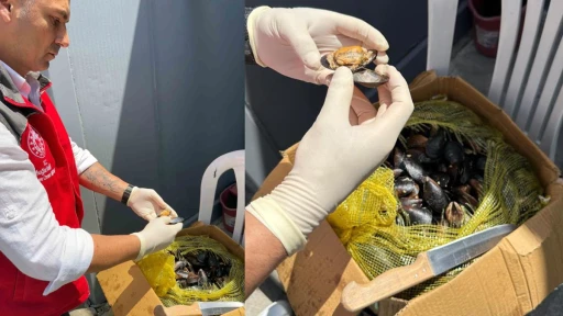 100 Kilogram sağlıksız midyeye el konuldu