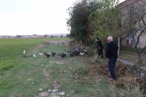 11 tavuğu köpeklerce telef edilen mahalleli hayvanlarını korumak için çobanlık yapıyor
