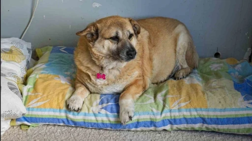 13 yaşındaki obez k&ouml;pek &rsquo;Kız&rsquo;, y&uuml;r&uuml;y&uuml;ş yaparak zayıflıyor
