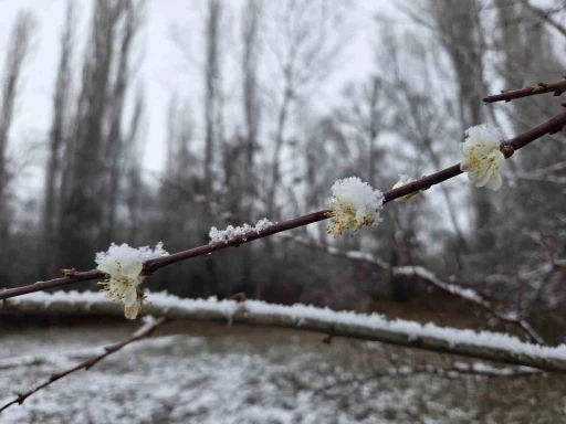 15 g&uuml;n &ouml;nce &ccedil;i&ccedil;ek a&ccedil;an erik ağa&ccedil;ları kar altında kaldı
