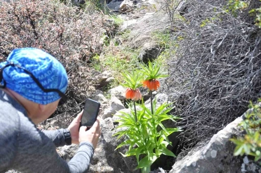 Ters Lale Güzelliğiyle Dağcıları Büyüledi