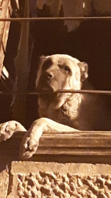 20 gündür kayıp Kangal cinsi köpek harabe binada hapsedilmiş halde bulundu
