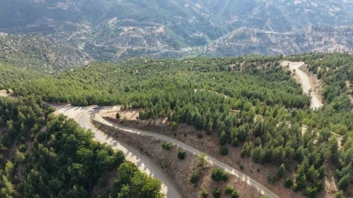 20 yıl &ouml;nce serpilen sedir tohumları gen&ccedil; ormana d&ouml;n&uuml;şt&uuml;

