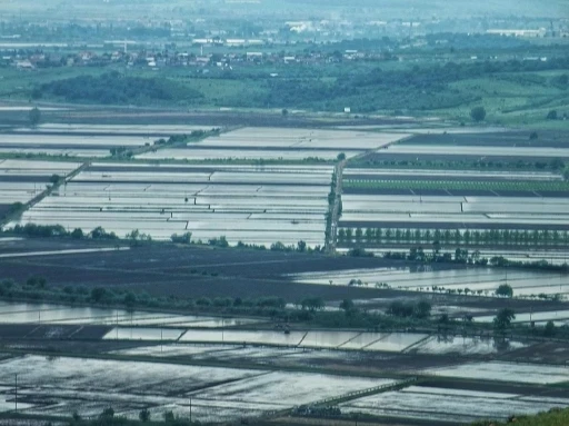 2025 sezonunda çeltik ekimine sınırlama uygulanacak

