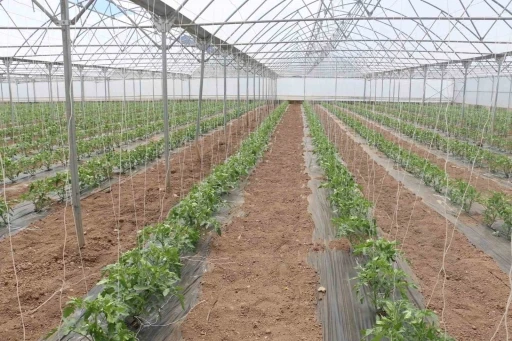 23 dekarlık serada yılda 3 &uuml;r&uuml;n hasadı
