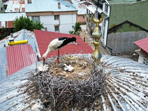 25 yıl sonra il&ccedil;eye gelen leylek ailesinde 1 yavru sağ kalabildi
