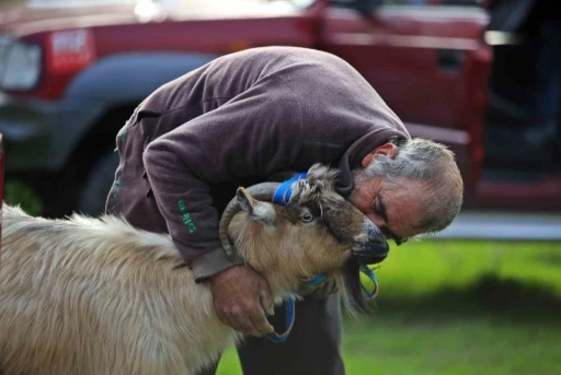 3 keçisini kurtlar yiyen yaşlı adam, mahsur kaldığı uçurumdan kurtarılan son keçisine sarılıp doyasıya öptü
