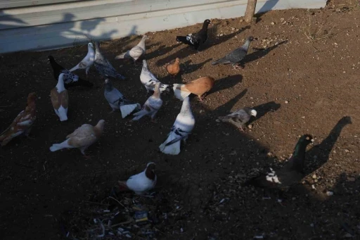 4 ayaklı olarak yumurtadan çıkan güvercin yavrusu 2 gün yaşayabildi
