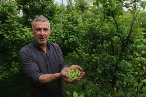 4 bin metrekare serasında turfanda can eriği üreten çiftçi: &quot;Ben isterdim ki köyümde 50 tane daha böyle sera olsun&quot;
