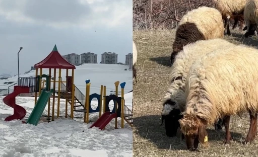 40 kilometre arayla iki mevsim: Y&uuml;ksekova&rsquo;da kar, Esendere&rsquo;de bahar mesaisi
