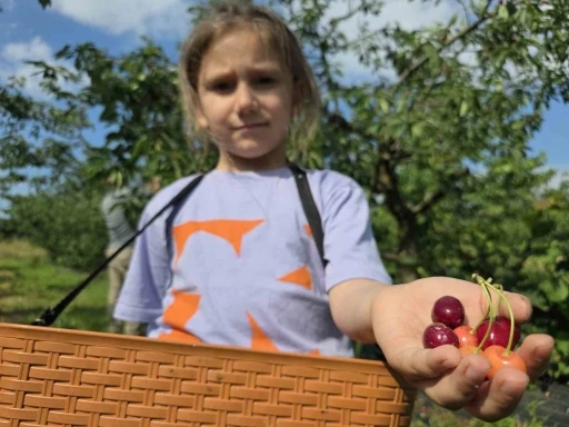 440 ağa&ccedil;lık kiraz bah&ccedil;esi ziyaret&ccedil;ilerini ge&ccedil;mişe g&ouml;t&uuml;r&uuml;yor
