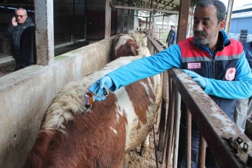 50 bin 363 hayvan hastalık tipine göre aşılandı

