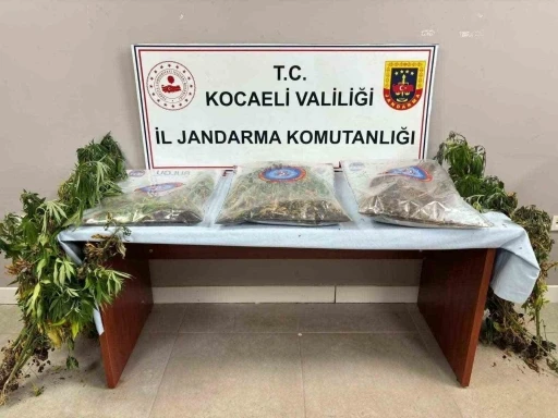 556 kök kenevir ve 5 kilo skunk ele geçirildi: 2 şüpheli tutuklandı
