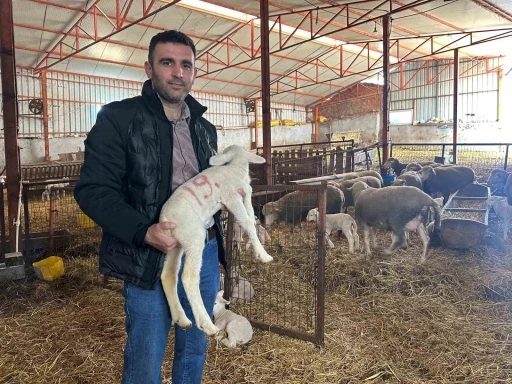 57 yıldır safkan damızlık Karacabey merinosu yetiştiriyorlar, bir&ccedil;ok s&uuml;r&uuml;de imzaları var
