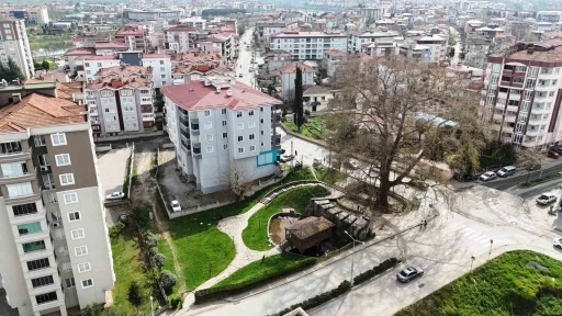 6 asırlık ağaç ve değirmen Çarşamba’nın merkezini süslüyor
