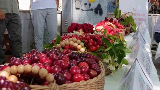 60. Uluslararası Tekirdağ  Kiraz Festivali başladı: En g&uuml;zel kirazlara 60 bin lira &ouml;d&uuml;l
