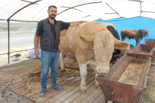 970 kiloluk Minik, pazarın ilgi odağı oldu
