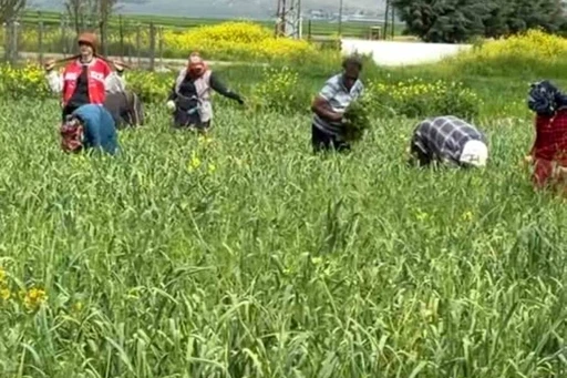 AB tescilli araban sarımsağında yabancı ot temizliği s&uuml;r&uuml;yor

