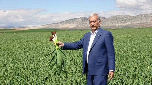 AB tescilli Araban sarımsağında y&uuml;ksek rekolte ve kaliteli &uuml;r&uuml;n bekleyişi
